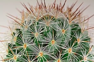 Mammillaria Cactus