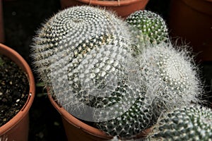 Mammillaria cactus plants in the garden