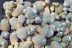 Mammillaria cactus pups closeup view