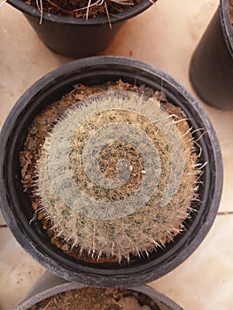Mammillaria cactus top close up