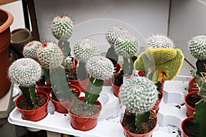 Mammillaria is a favorite among cacti photo