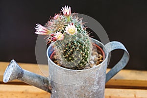 Mammillaria capensis