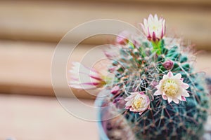 Mammillaria capensis cactus flowers