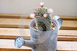 Mammillaria capensis cactus flowers