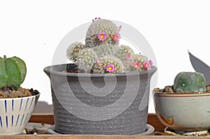 Mammillaria carmenae ,Mammillaria or cactus or succulent or Mammillaria carmenae with pink flower and Astrophytum myriostigma, photo