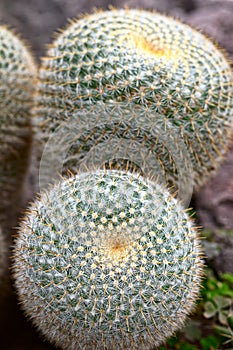 Mammillaria celsiana - Golden Pincushion - cactus