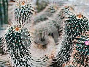 Mammillaria compressa, commonly called mother of hundreds