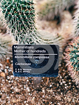 Mammillaria compressa, commonly called mother of hundreds photo