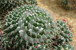Mammillaria compressa DC., cactus grows in sand photo