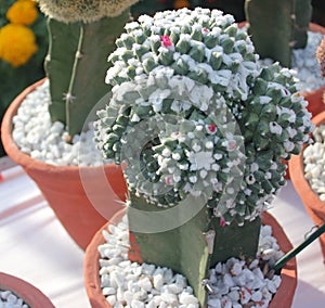 Mammillaria compressa, Mother of hundreds, ornamental globose cactus