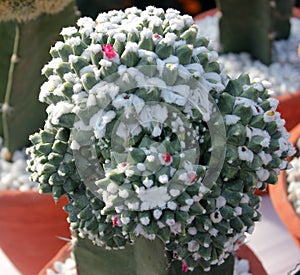 Mammillaria compressa, Mother of hundreds, ornamental globose cactus