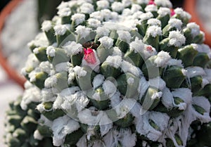 Mammillaria compressa, Mother of hundreds, ornamental globose cactus