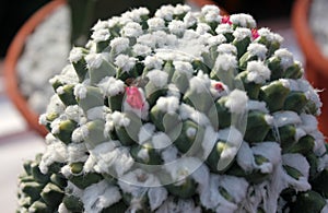 Mammillaria compressa, Mother of hundreds, ornamental globose cactus