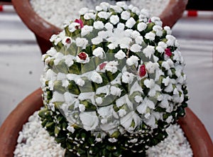 Mammillaria compressa, Mother of hundreds, ornamental globose cactus