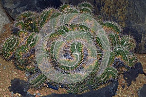 Mammillaria compressa photo