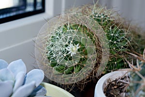 Mammillaria decipiens blooming on window sill