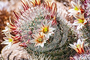 Mammillaria dioica  also called the strawberry cactus, California fishhook cactus, strawberry pincushion or fishhook cactus
