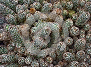 Mammillaria elongata AKA gold lace cactus