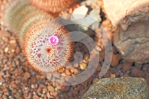 Mammillaria elongata and Baby flower on top with rock on floor i