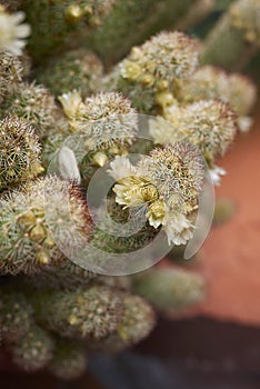 Mammillaria elongata in bloom