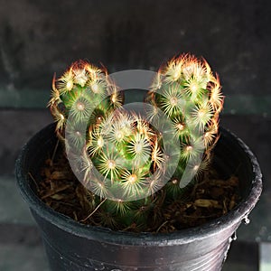 Mammillaria elongata. cactus on black plastic pot. Drought tolerant plant.