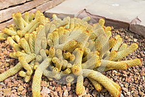 Mammillaria Elongata cactus in garden.