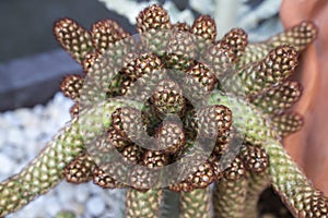 Mammillaria elongata cactus, Ladyfinger cactus.