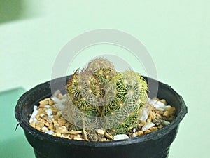 Mammillaria elongata. Cactus on plastic pot. Drought tolerant plant.