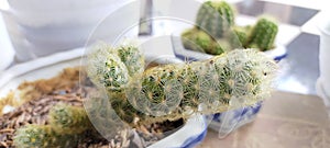 Mammillaria elongata cactus on the pot