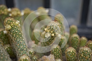 Mammillaria elongata cactus with yellow flower