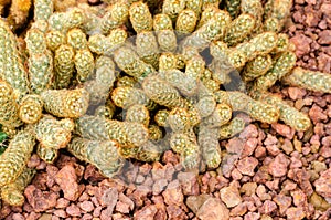 Mammillaria elongata,desert plants