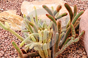 Mammillaria elongata,desert plants