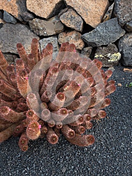 Mammillaria elongata, ladyfinger cactus