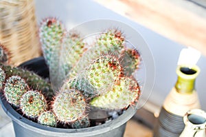 Mammillaria elongata or Mammillaria microhelia or Mammillaria carmenae ,Mammillaria or cactus or succulent