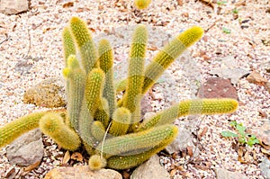 Mammillaria elongate cactus. photo