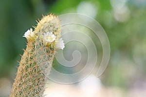 Mammillaria elongate cactus with white flowers