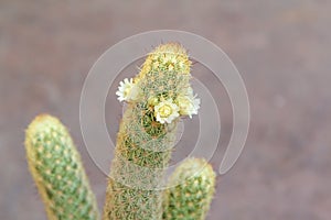 Mammillaria elongate cactus with white flowers.