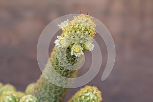 Mammillaria elongate cactus with white flowers.