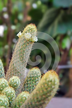 Mammillaria elongate cactus with white flowers. photo
