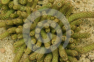 Mammillaria elongate is a popular cactus cultivar.
