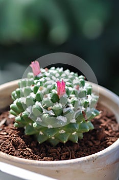 Mammillaria or Mammillaria erusamu f or rebutia minuscula with pink flower or cactus or succulent photo