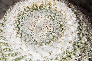 Mammillaria formosa cactus