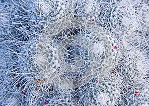 Mammillaria geminispina cactus view from above