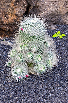 Mammillaria Geminispina in Jardin de Cactus, Lanzarote, Spain