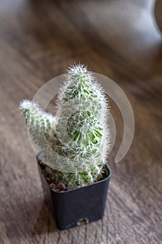 Mammillaria geminispina wood seed `Mam Khem Silver` is a plant in the cactus family. Or the scientific name Mammillaria geminisp