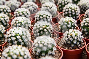 Mammillaria gracilis oruga , A small cactus planted in a red pot in a nursery photo