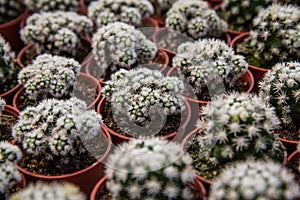 Mammillaria gracilis oruga , A small cactus planted in a red pot in a nursery photo