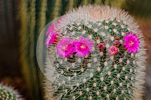 Mammillaria grahamii, cactus flowers