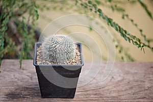 Mammillaria hahniana in black flower pot