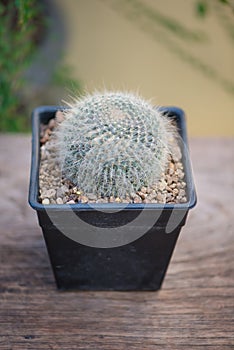 Mammillaria hahniana in black flower pot